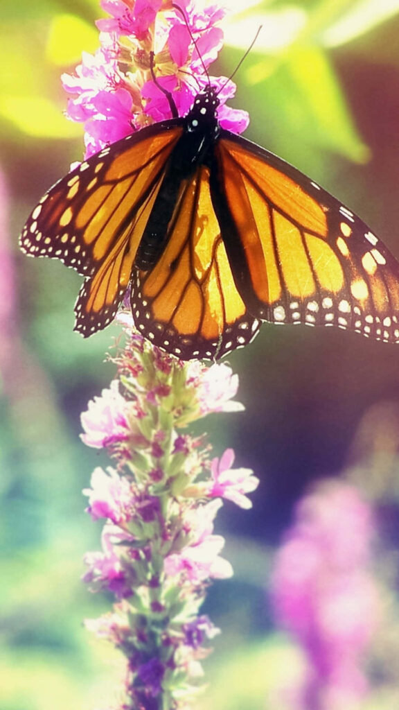 Monarch Butterfly Wallpaper: Intricate Beauty on Pink Flowers