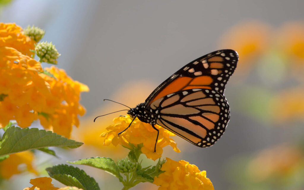 Monarch Butterfly on Yellow Flowers: Serene Nature Wallpaper