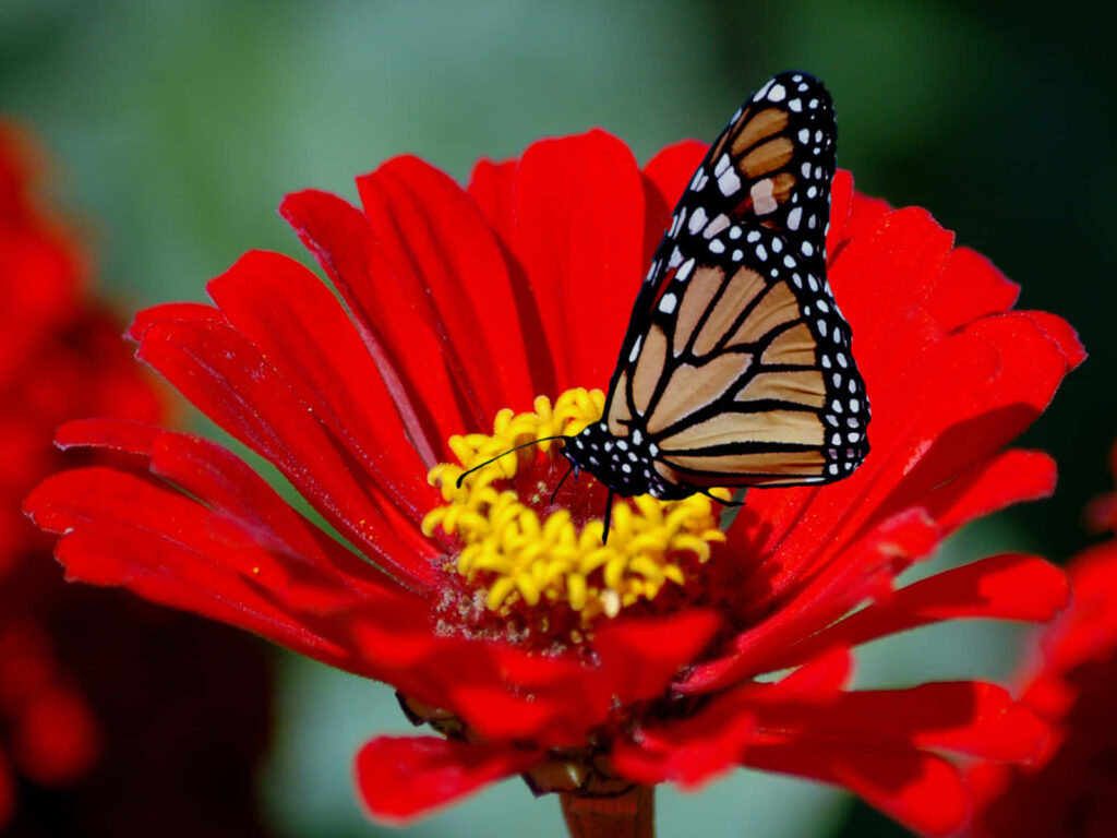 Elegant Monarch Butterfly on Vibrant Red Flower - Stunning Wallpaper