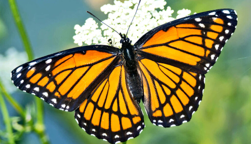 Stunning Monarch Butterfly on Yellow Flower - Wallpaper Background