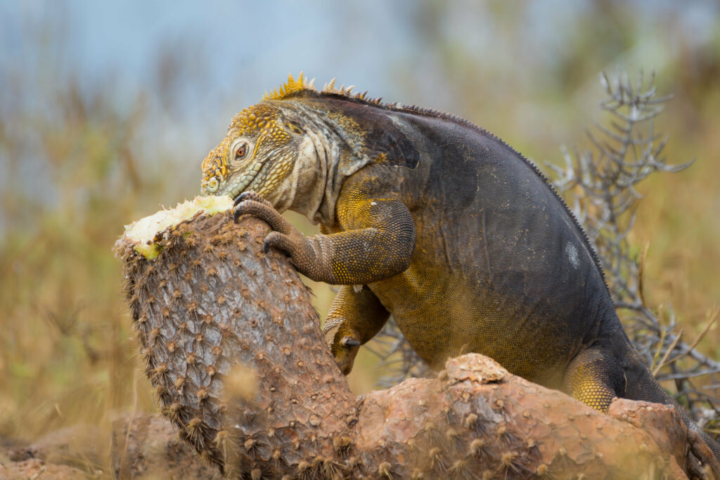 Stunning Monitor Lizard in Natural Habitat - High-Resolution Wallpaper