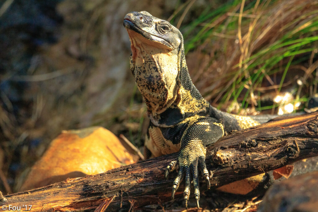 Monitor Lizard on Log: High-Res Wildlife Wallpaper Background