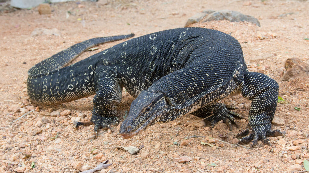 Dark Monitor Lizard Wallpaper with Unique White Patterns on Earthy Background