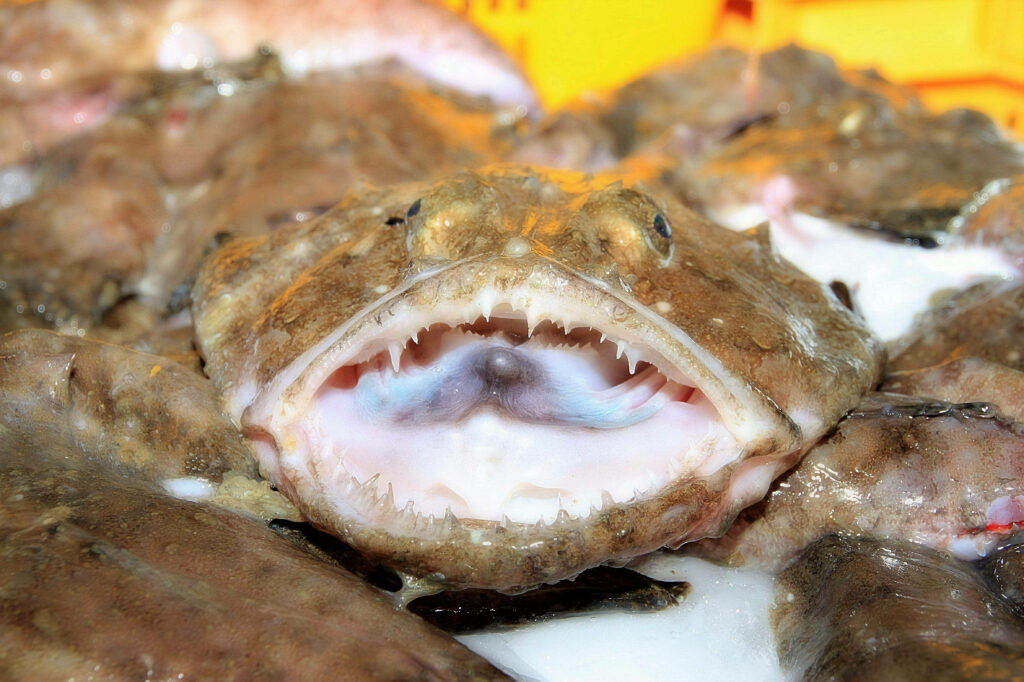 Monkfish Close-Up: Sharp Teeth & Unique Features in Stunning Wallpaper