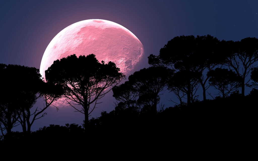Stunning Moonlit Night Sky Wallpaper with Tree Silhouettes