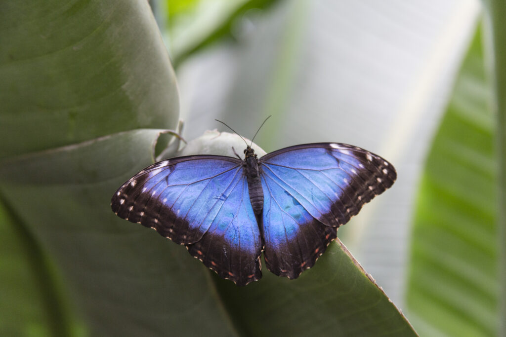 Stunning Morpho Peleides Butterfly Wallpaper in Lush Green Background