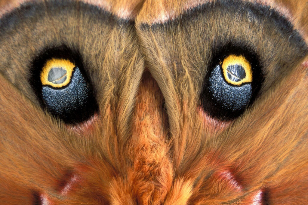 Close-Up Moth Eyes Wallpaper: Intricate Black & Yellow Patterns