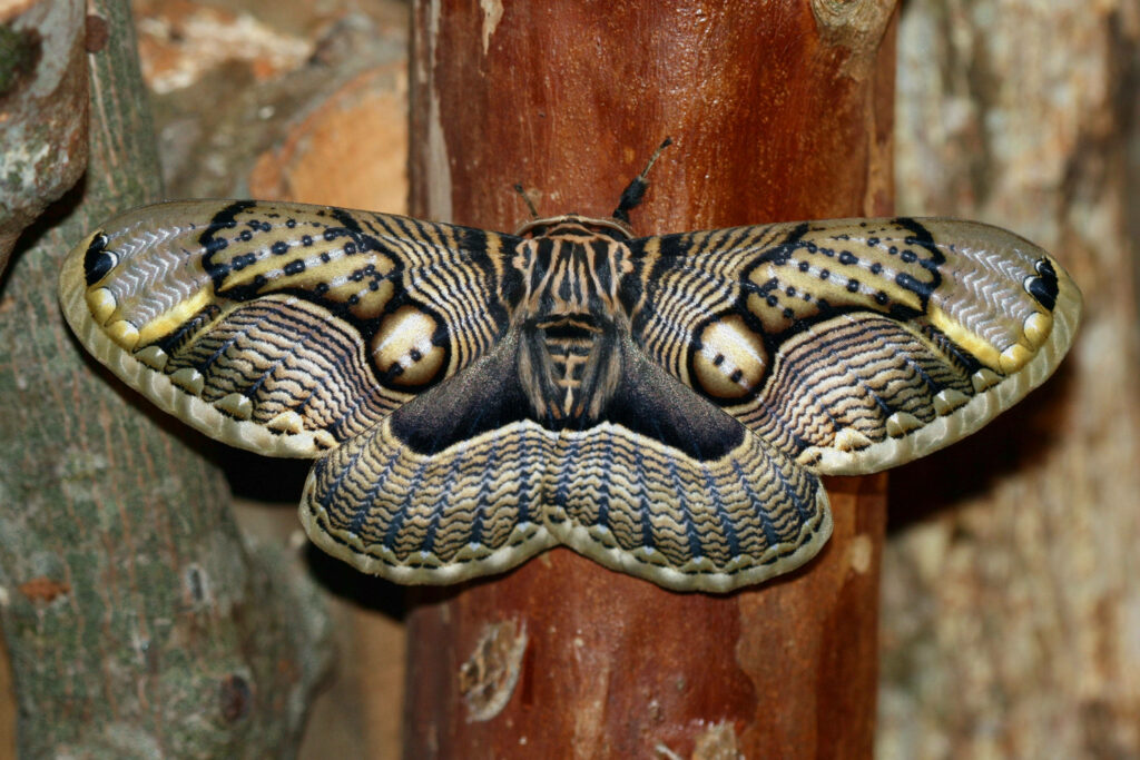 Stunning Moth Camouflage on Brown Wooden Post - Intricate Wing Patterns Wallpaper