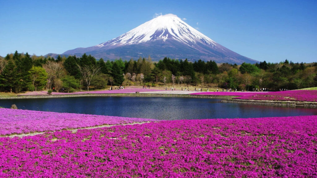 Majestic Mount Fuji Wallpaper: Spring Blooms & Serene Lake View