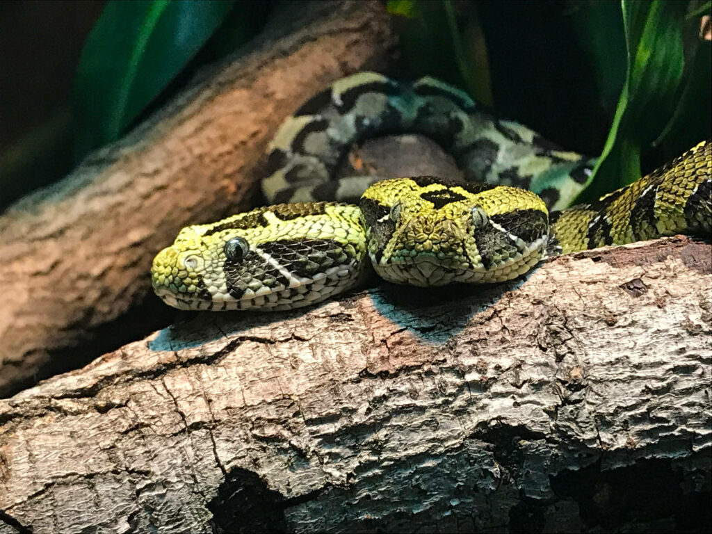Stunning Mountain Vipers Wallpaper: Vibrant Nature Background