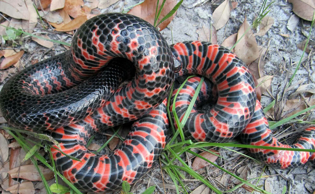 Vibrant Mud Snake Wallpaper: Glossy Black & Bold Patterns in Nature