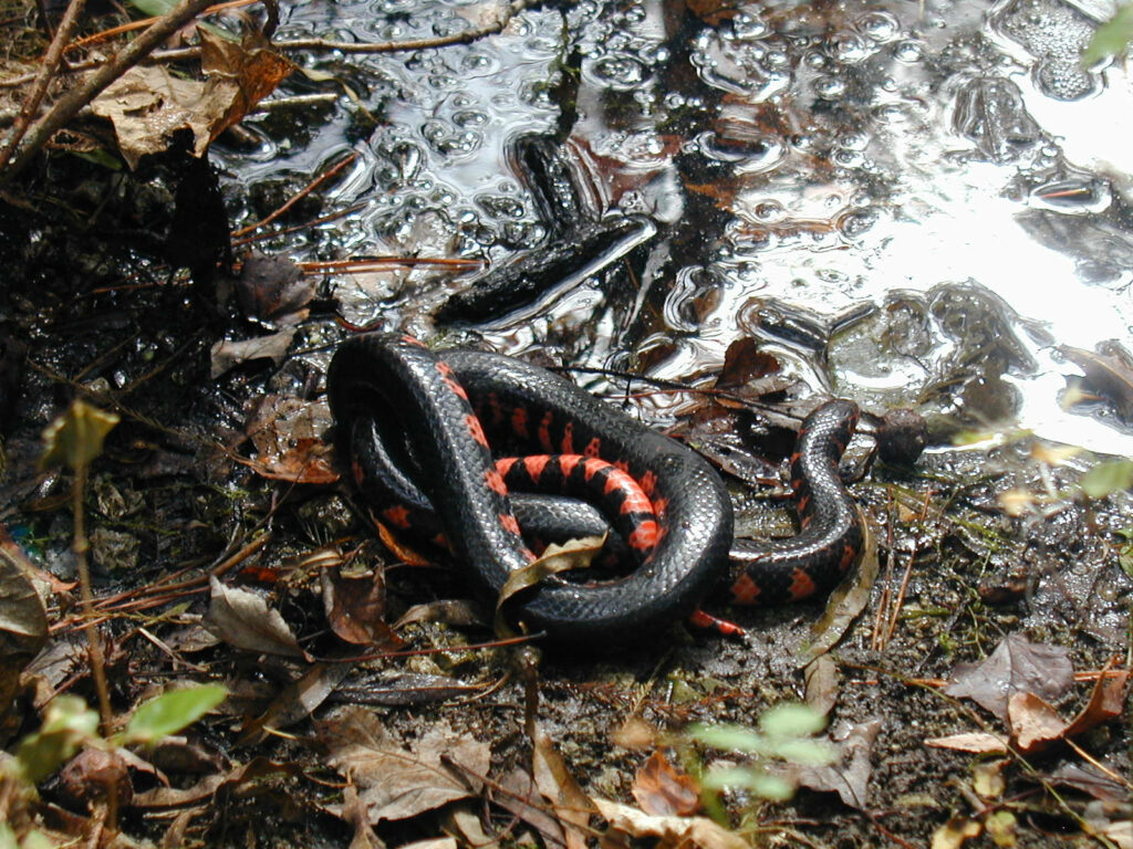 Stunning Mud Snake Wallpaper: Vibrant Patterns by the Riverside