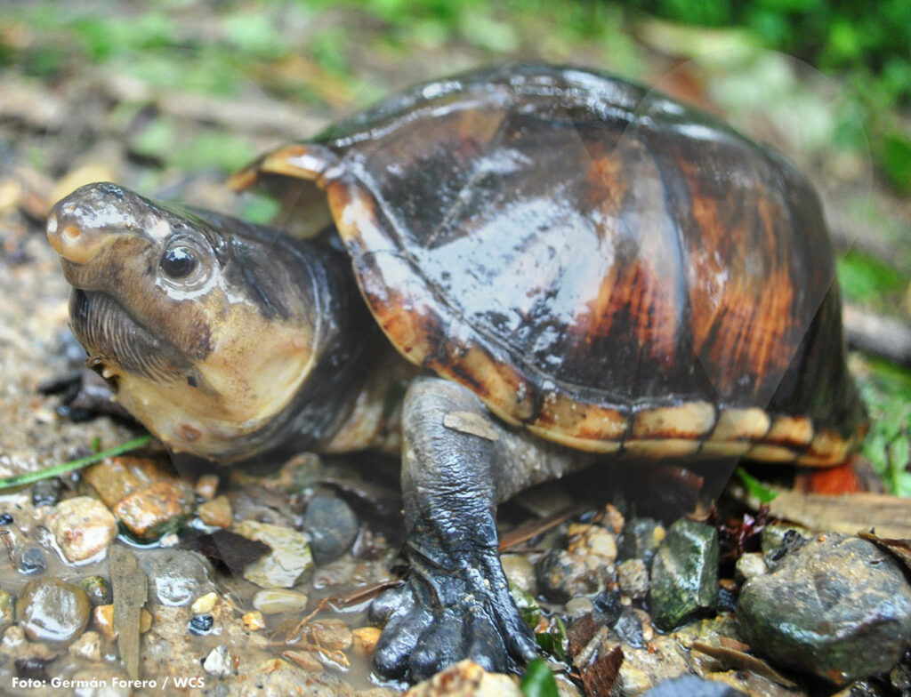 Shiny Gray Mud Turtle Basking on Pebbles - Nature Wallpaper