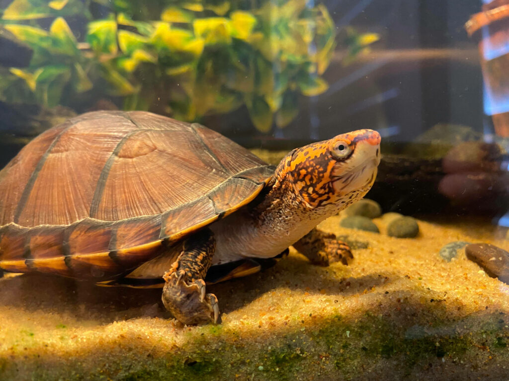 Stunning Mud Turtle Wallpaper: Orange Head Patterns in Natural Habitat
