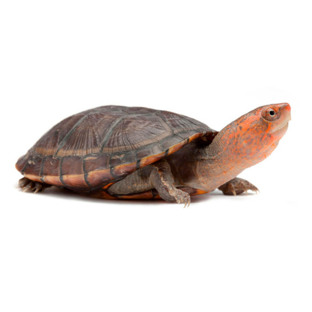 Vibrant Mud Turtle Wallpaper: Orange-Headed Beauty on Simple Background