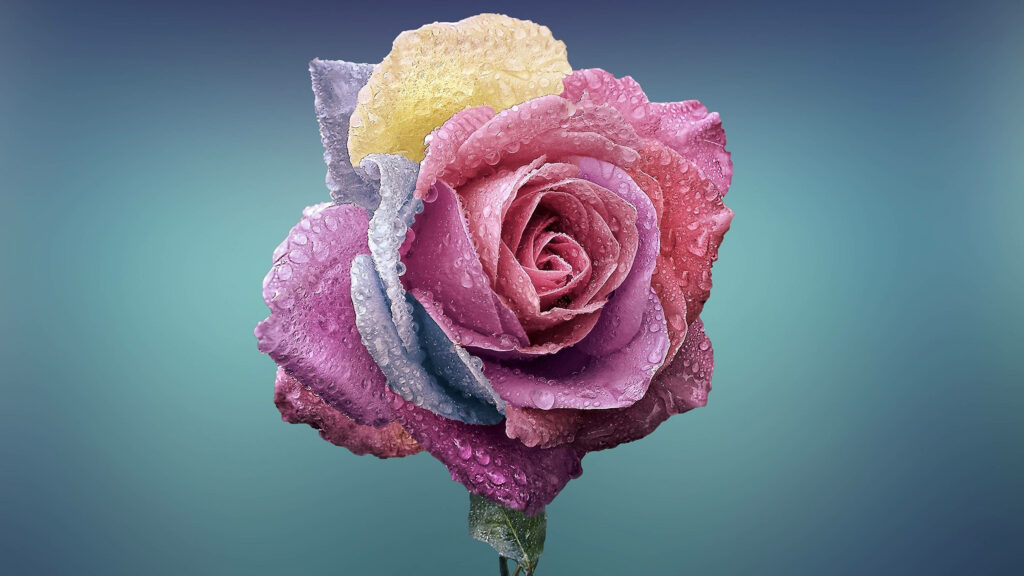 Stunning Multi-Colored Rose Wallpaper with Dewdrops