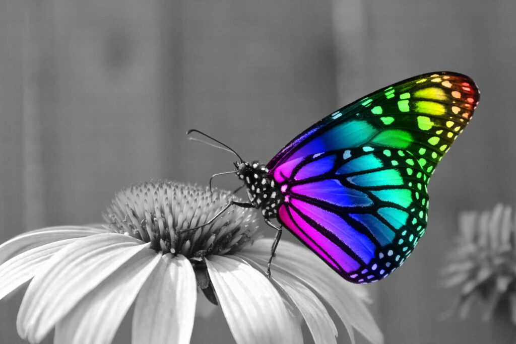 Vibrant Multicolored Butterfly on Flower - Stunning Wallpaper Background