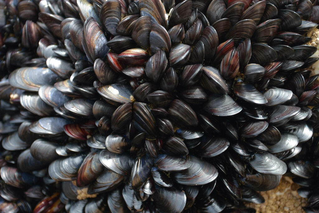 Close-Up Mussel Wallpaper: Intricate Bivalve Textures & Patterns