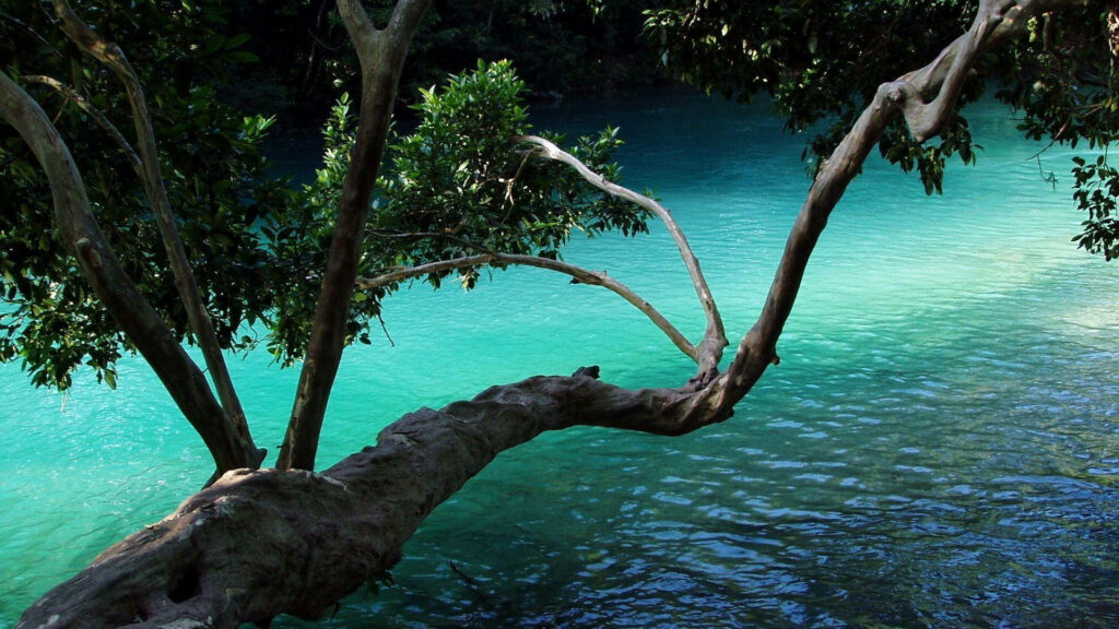 Serene Nature Wallpaper: Tree Over Turquoise Water & Lush Greenery