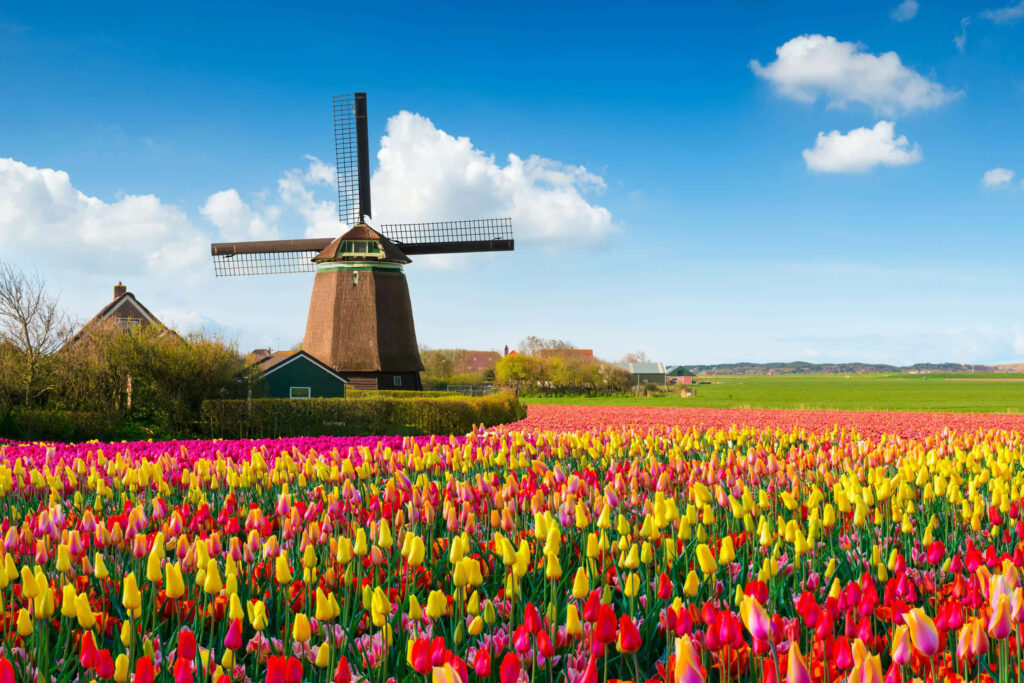 Charming Netherlands Windmill & Colorful Tulip Fields Wallpaper