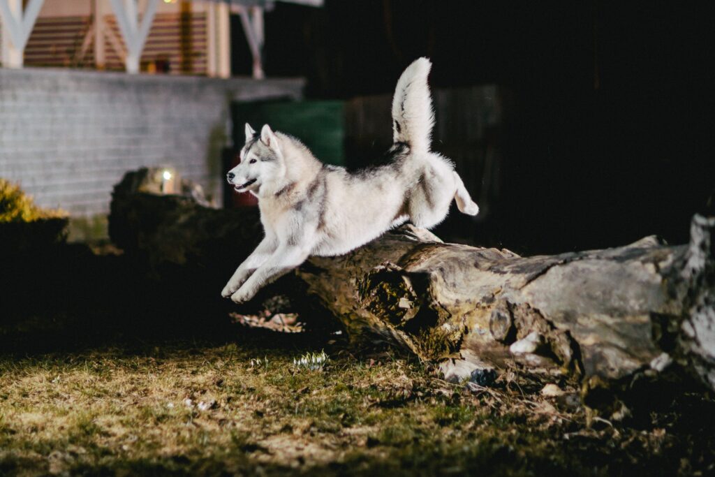 Elegant Husky Jumping Over Log: Nighttime Wallpaper Background