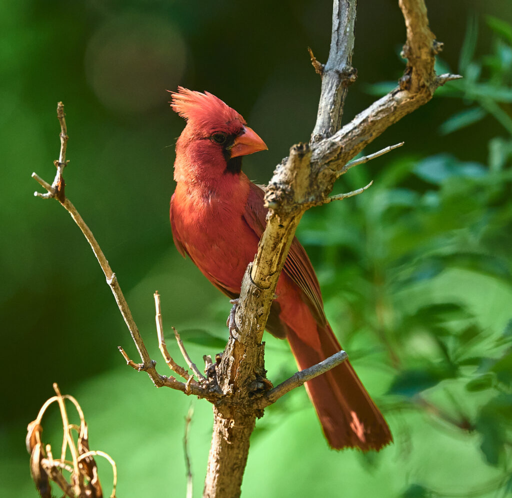 Stunning Northern Cardinal Wallpaper: Vibrant Bird on Tree Branch