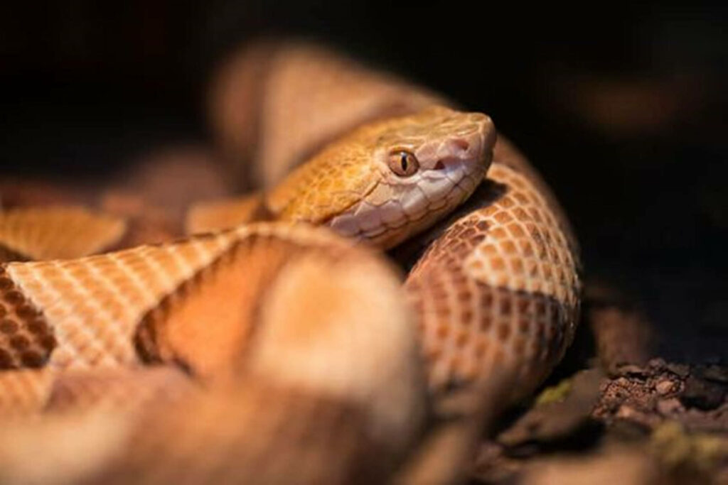 Stunning Close-Up of Northern Copperhead Viper Wallpaper Background