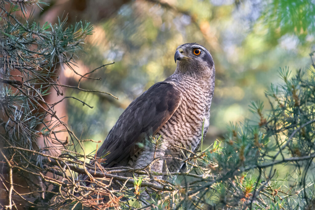 Stunning Northern Goshawk Wallpaper: Wildlife Beauty in Nature