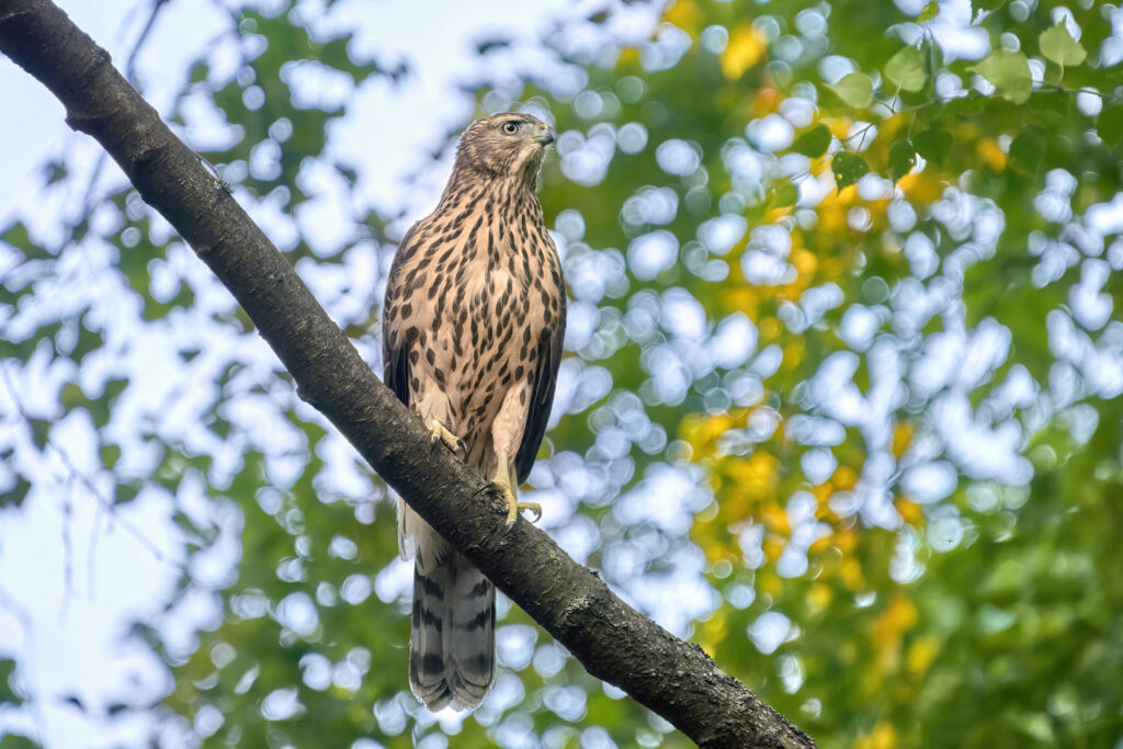 Northern Goshawk on Branch: Striking Wildlife Wallpaper
