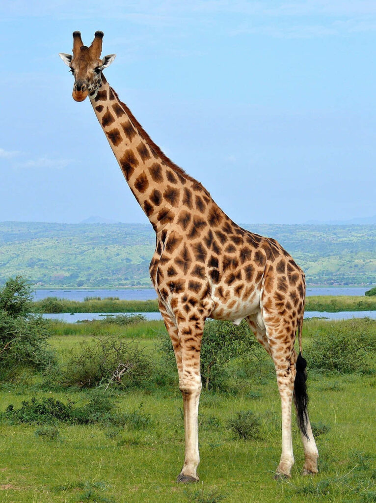 Majestic Nubian Giraffe Wallpaper with Lush Greenery Background