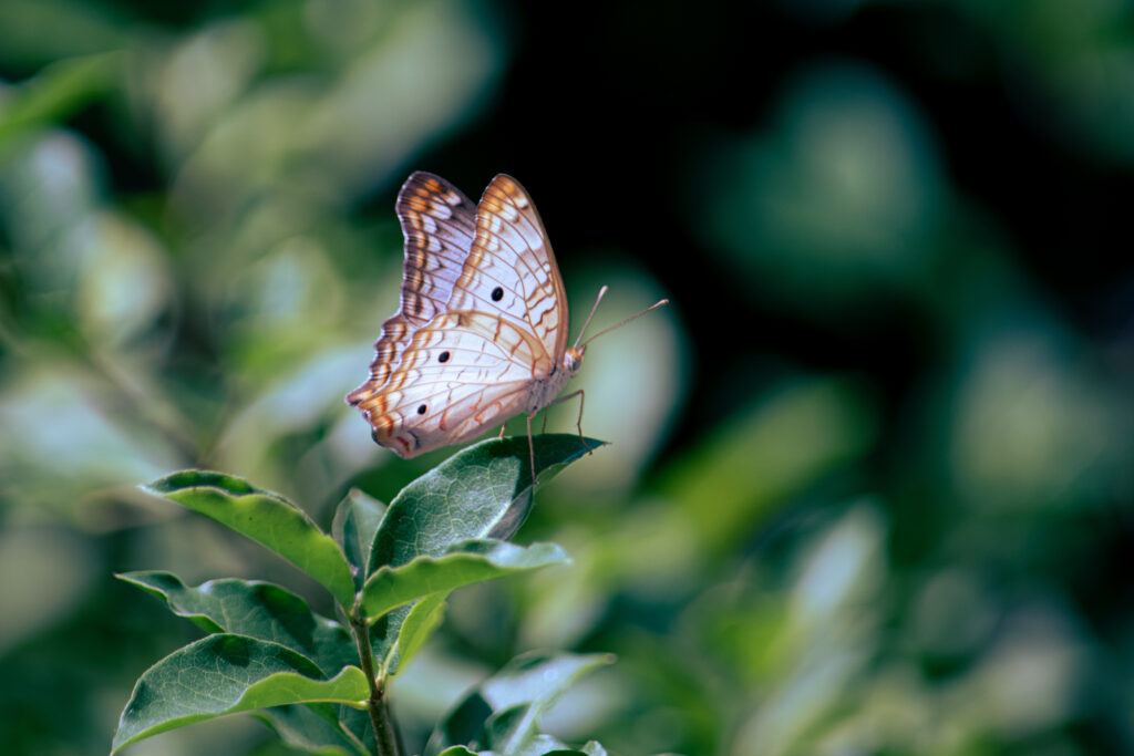 Stunning Nymphalidae Butterfly Macro Shot on Green Leaves Wallpaper