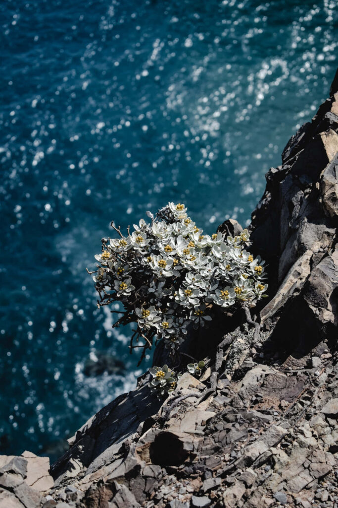 Stunning Background of White & Yellow Flowers on Rocky Cliff Over Ocean Wallpaper