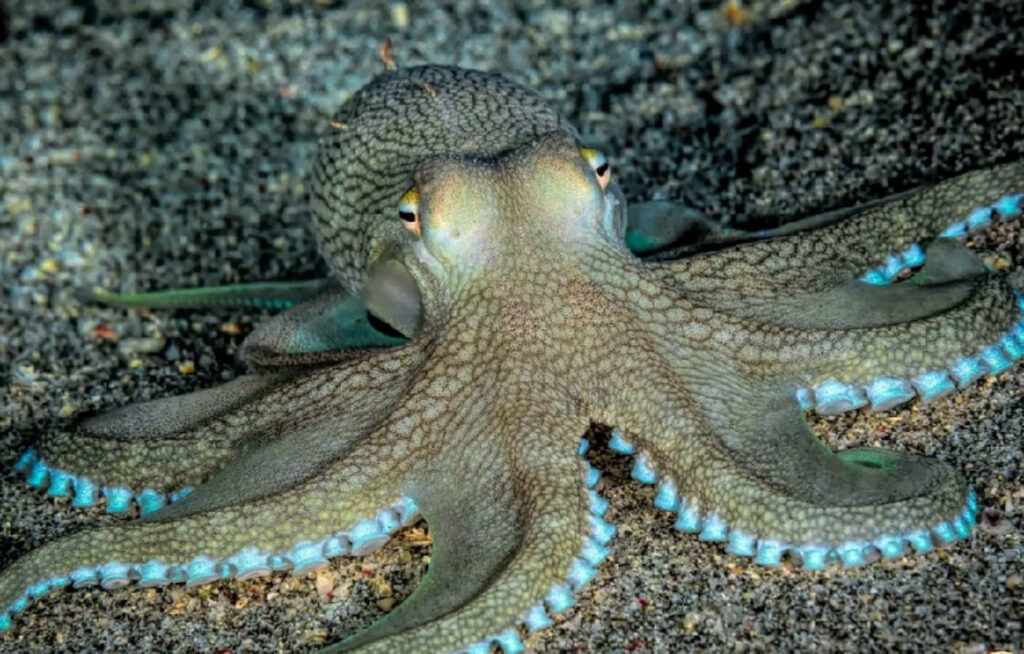 Stunning Octopus Wallpaper | Captivating Underwater Scene Background