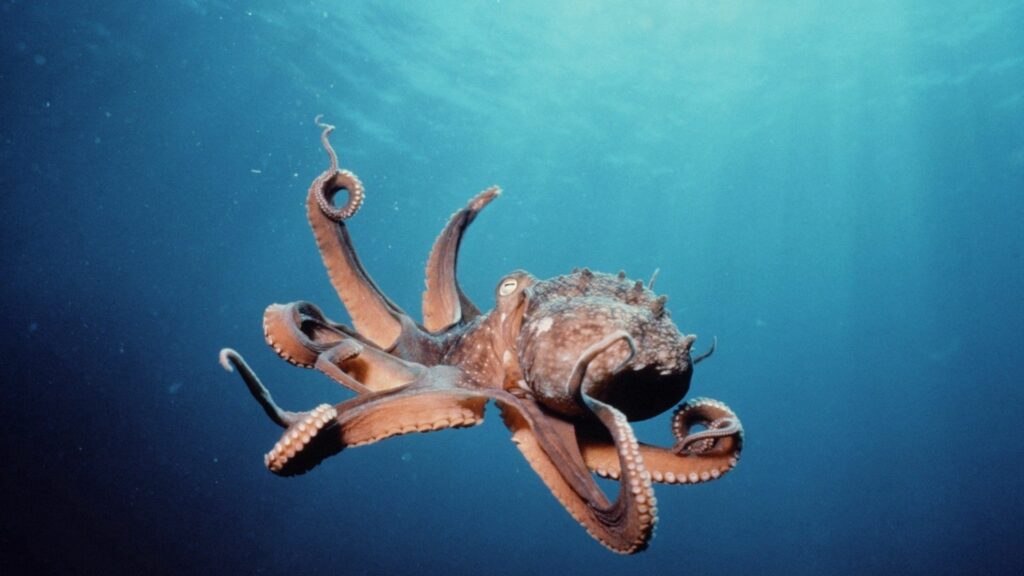 Elegant Octopus Wallpaper: Graceful Ocean Depths - 1920x1080