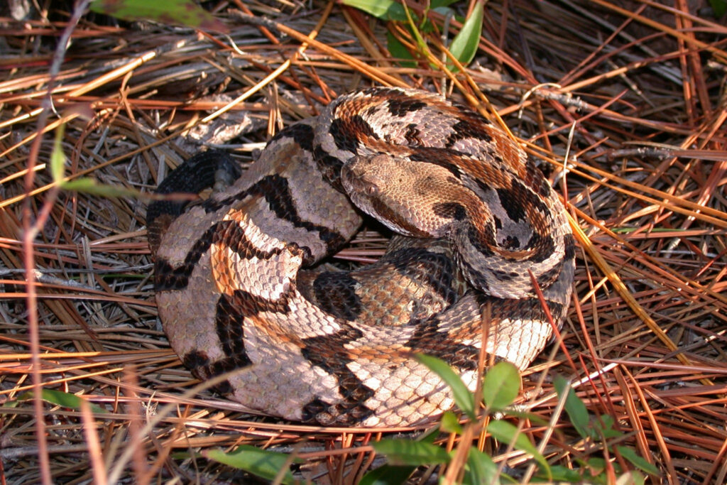 Intricate Orange-Beige Timber Rattler Snake Wallpaper Background