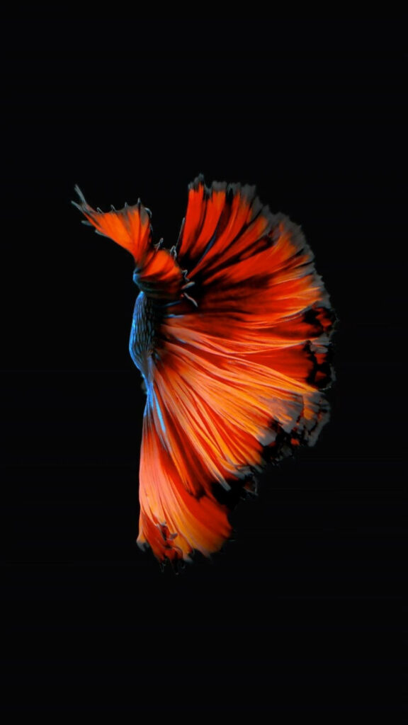 Stunning Orange Betta Fish Wallpaper on Black Background