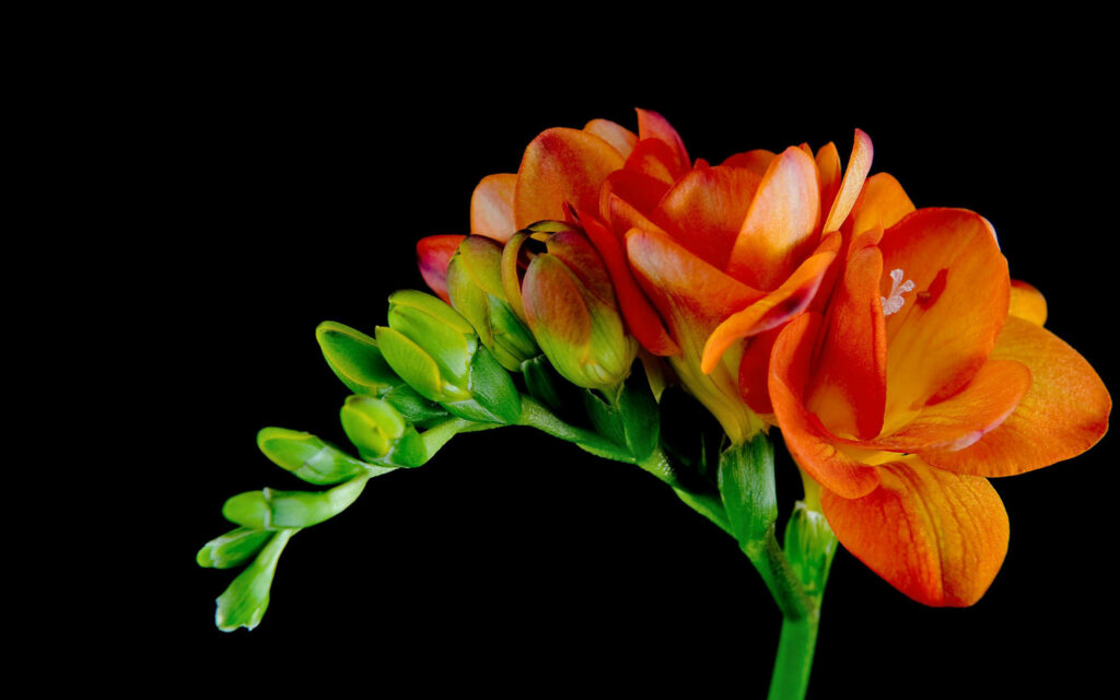 Vibrant Orange Blossom Awakens Against Captivating Black Canvas Wallpaper