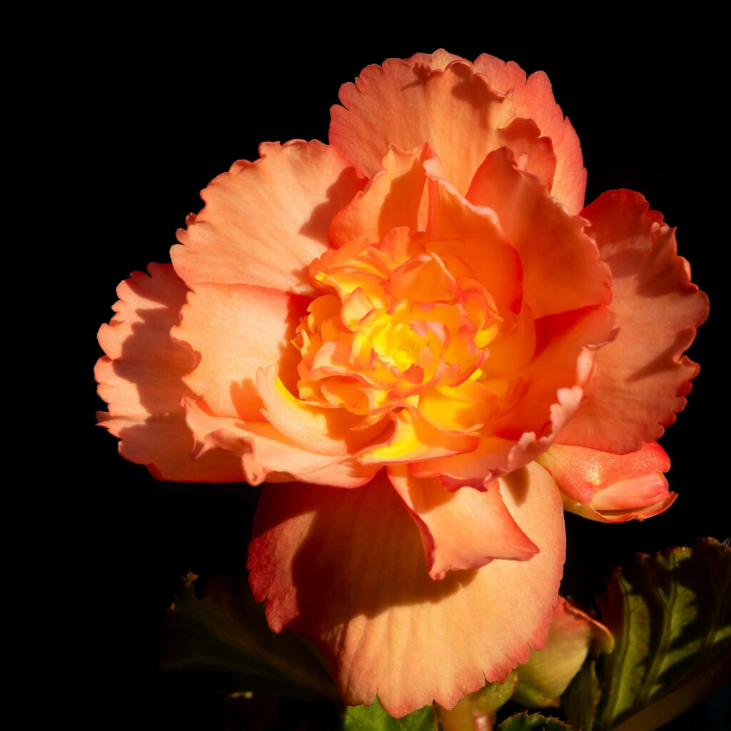 Stunning Bright Orange Carnation Wallpaper on Deep Black Background