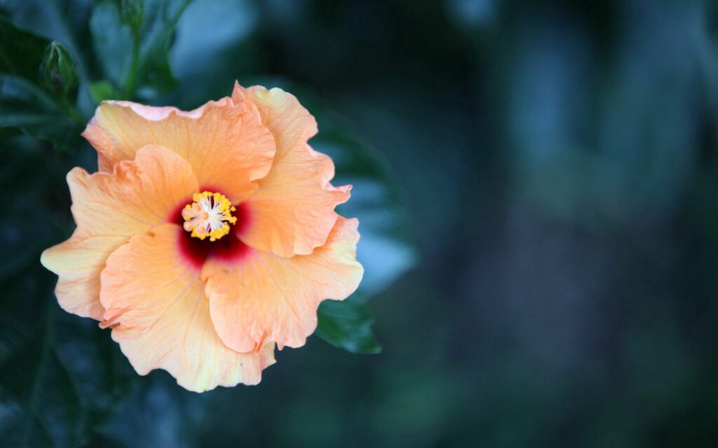 Stunning Orange Flower Wallpaper with Soft Green Background