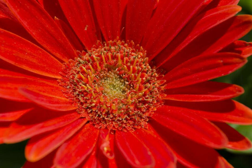 Stunning Orange Gerbera Daisy Close-Up 4K Wallpaper Background