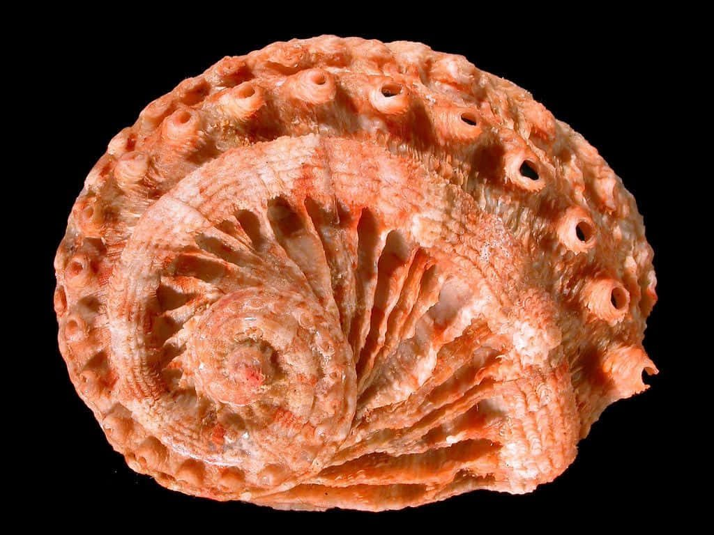 Macro photo of orange Haliotis shell spiral with textured coral hues on black background wallpaper