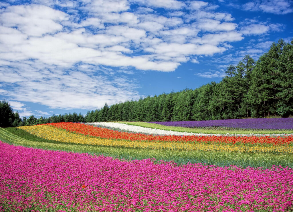 Vibrant Outdoor Flower Field Wallpaper: Colorful Blooms & Blue Sky