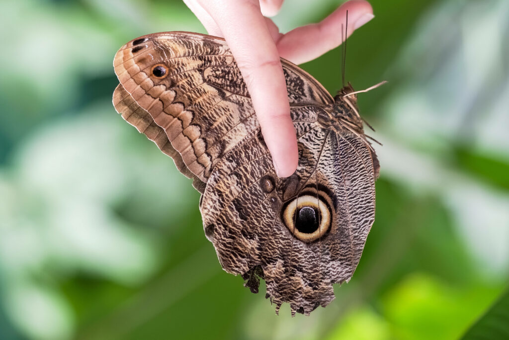 Stunning Brown Owl Butterfly on Finger - Nature Wallpaper Background