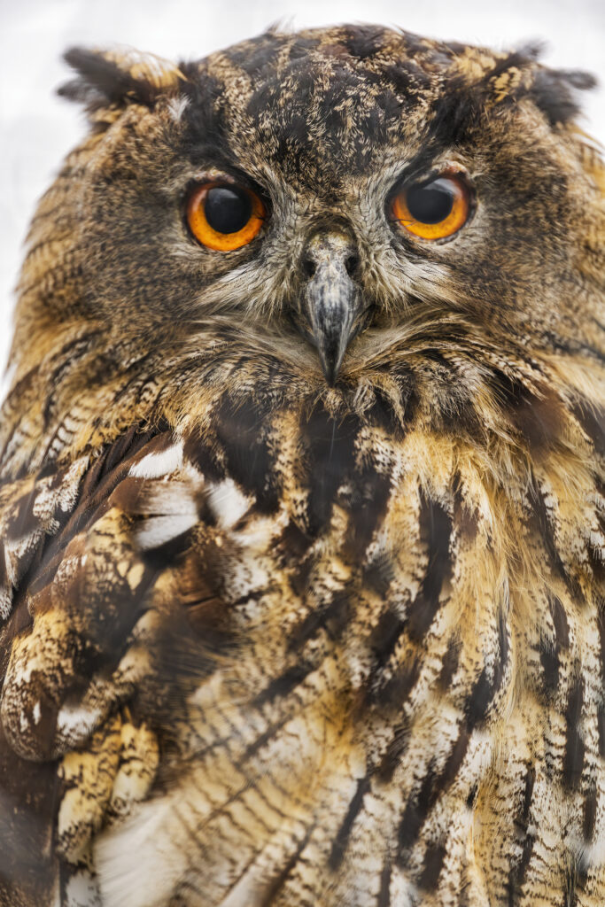 Intense Owl Close-Up Wallpaper: Majestic Wildlife Background