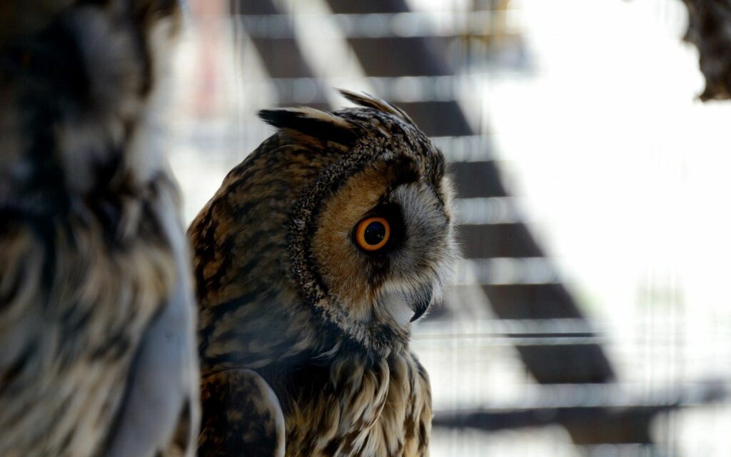 Close-Up Owl Wallpaper: Sharp Eyes & Intricate Feather Patterns