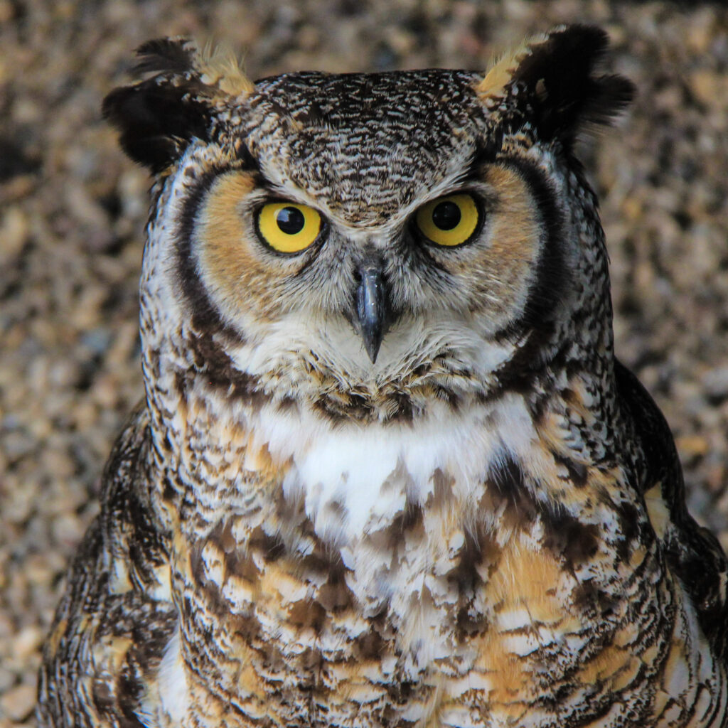 Stunning Owl Wallpaper: Close-Up of Sharp Eyes & Intricate Feathers
