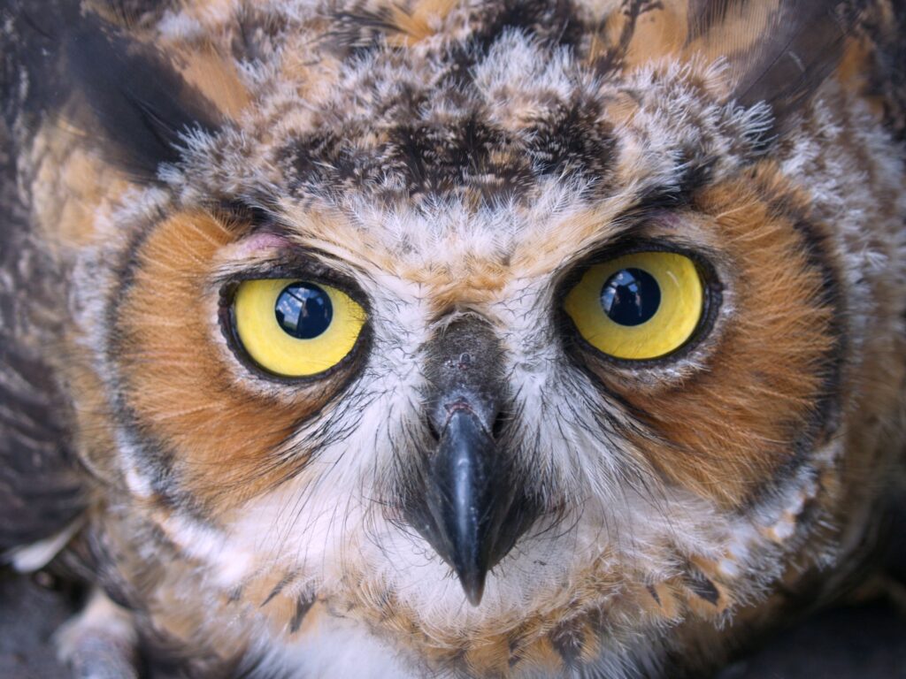 Close-Up Owl Face Wallpaper: Striking Yellow Eyes & Feather Details