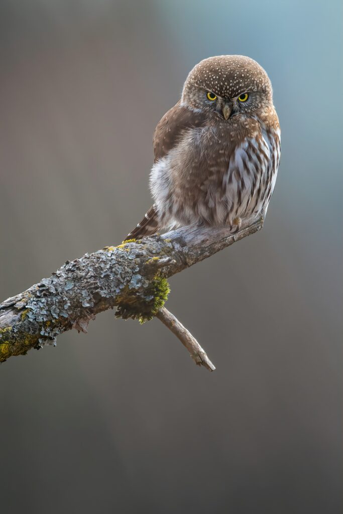 Stunning Owl Wallpaper: Sharp Gaze & Intricate Feather Patterns