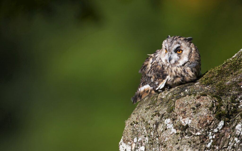 Owl on Moss-Covered Bark: Stunning High-Res Wildlife Background Wallpaper