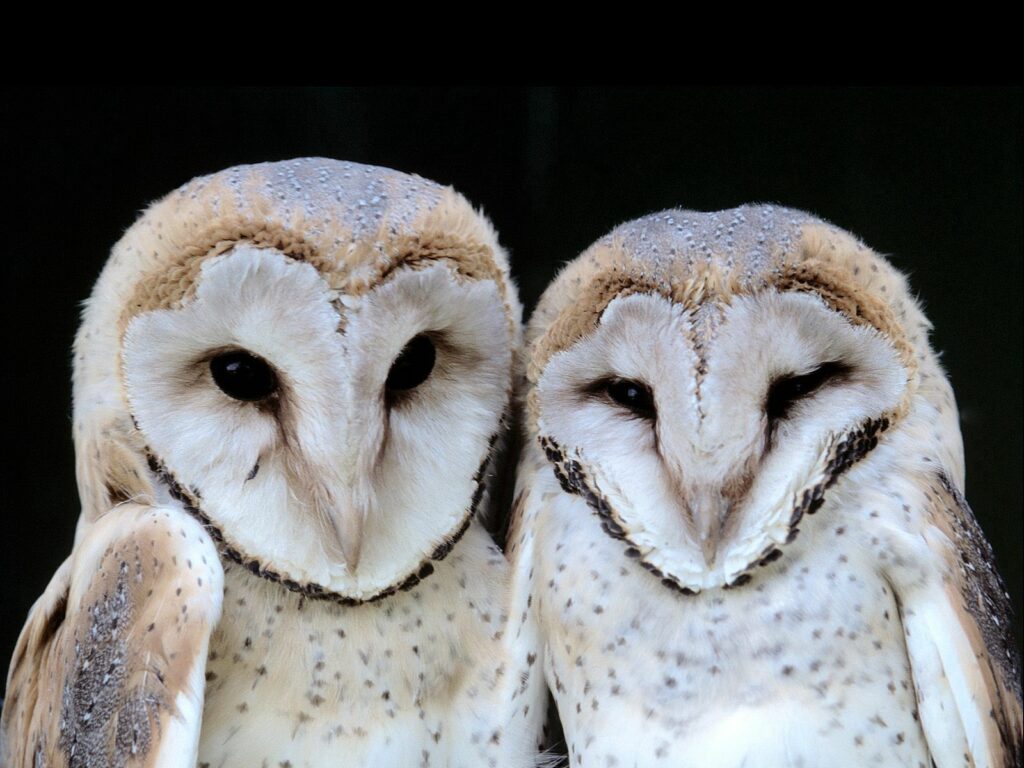 Close-Up of Heart-Faced Owls on Dark Background – Nature's Predators Wallpaper
